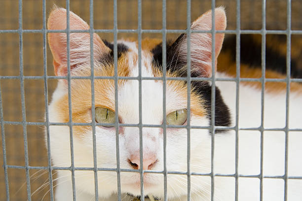 istock Cat peering through the bars of a cage. 106398917