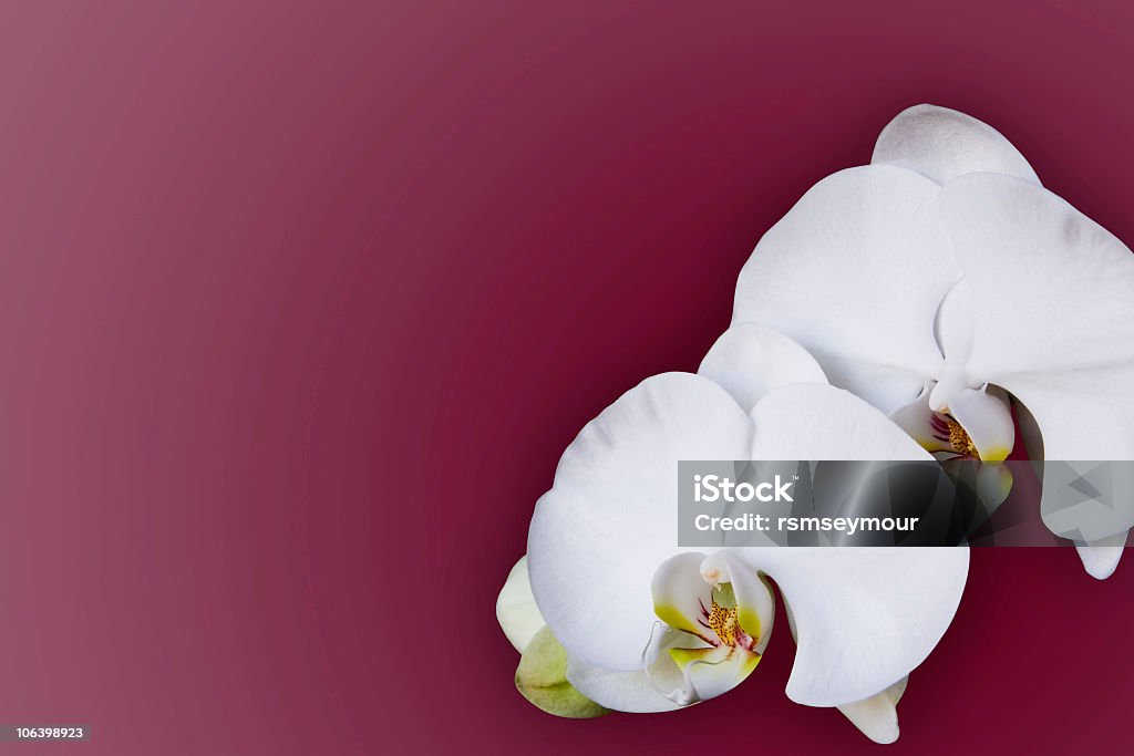 White Orchid  Beauty Stock Photo