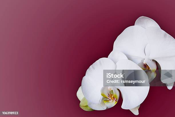 White Orchid Stock Photo - Download Image Now - Beauty, Beauty In Nature, Color Image