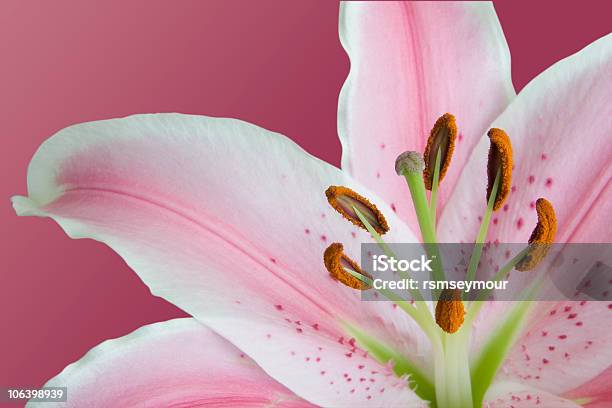 Lilium Stargazer Stockfoto und mehr Bilder von Lilium Stargazer - Lilium Stargazer, Rosa, Blume