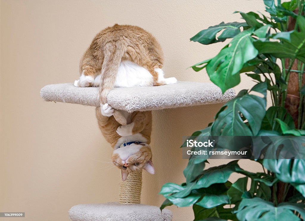 Cat chasing su cola - Foto de stock de Gato doméstico libre de derechos