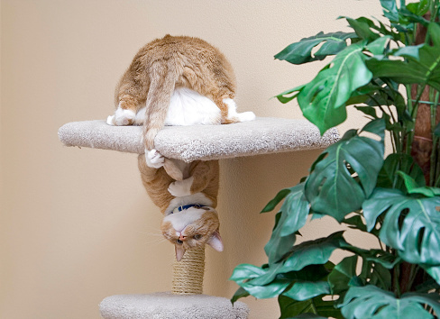 Cat posing in cat tower