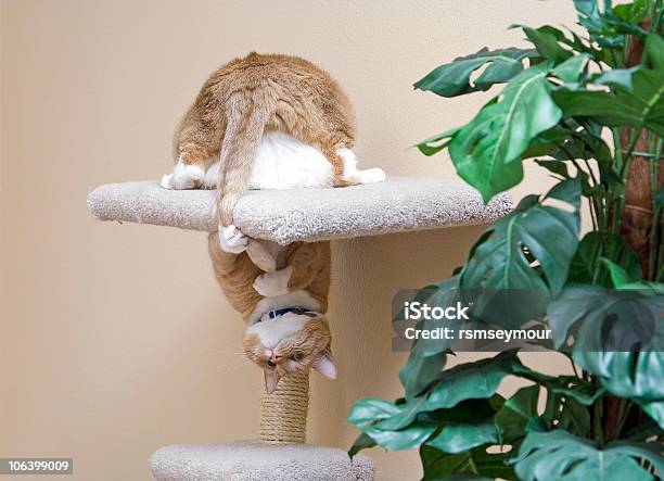 Gato Que Persegue O Rabo - Fotografias de stock e mais imagens de Gato domesticado - Gato domesticado, Rabo, Sem saída - Conceito