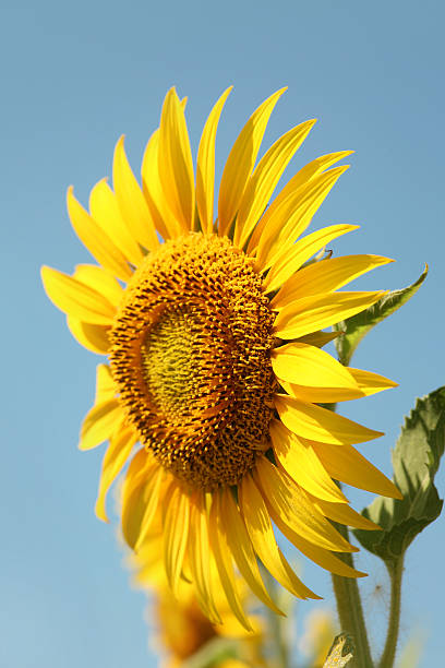 Sunflower stock photo