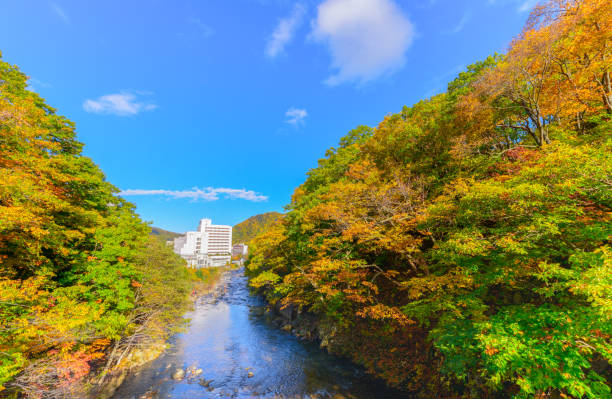 조가 시즌에 화려한 숲 - hokkaido japan stream forest 뉴스 사진 이미지