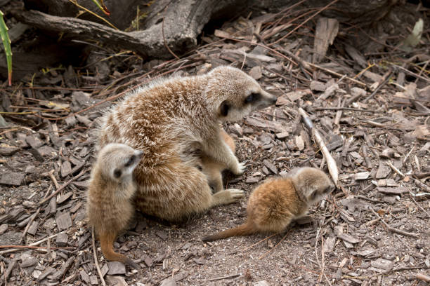 istock mother meerkat and kits 1063998476