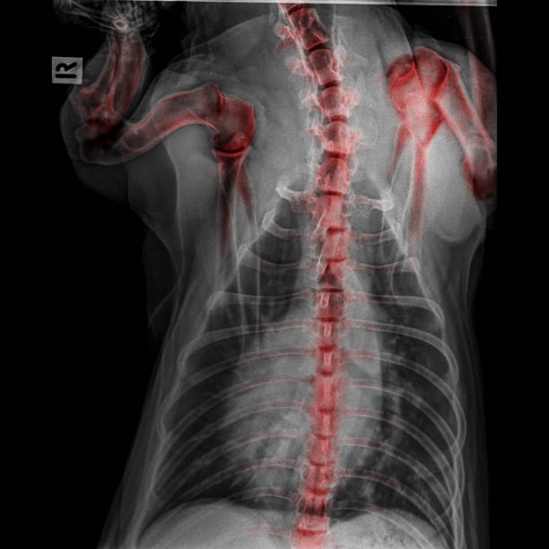 raio-x de vista posterior cão fechado do tórax e vermelho no peito realce foreleg osso na articulação do ombro e osso do pescoço para trás doença articular degenerativa-osso em cão-medicina veterinária-veterinária anatomia - thoracic vertebrae - fotografias e filmes do acervo