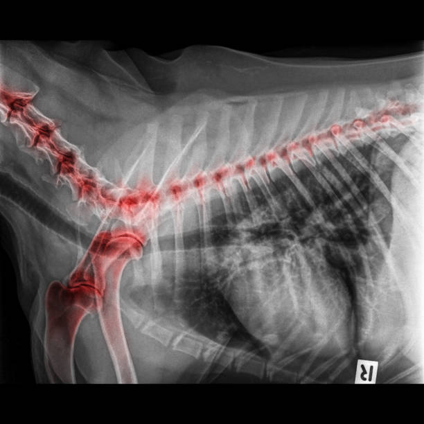 raggi x della vista laterale del cane chiuso torace e petto rosso evidenziare osso zampe in articolazione della spalla e osso del collo alla schiena malattia articolare degenerativa nel cane- medicina veterinaria - anatomia veterinaria - vet x ray veterinary medicine x ray image foto e immagini stock