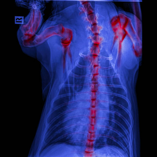 raio-x de vista posterior cão fechado do tórax e vermelho no peito realce foreleg osso na articulação do ombro e osso do pescoço para trás doença articular degenerativa-osso em cão-medicina veterinária-veterinária anatomia - thoracic vertebrae - fotografias e filmes do acervo