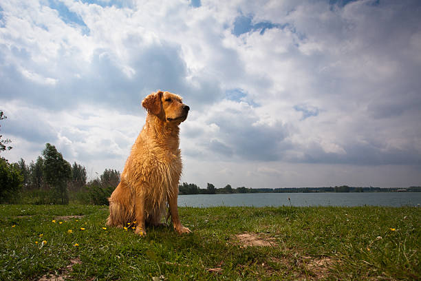 dog swimming in the river