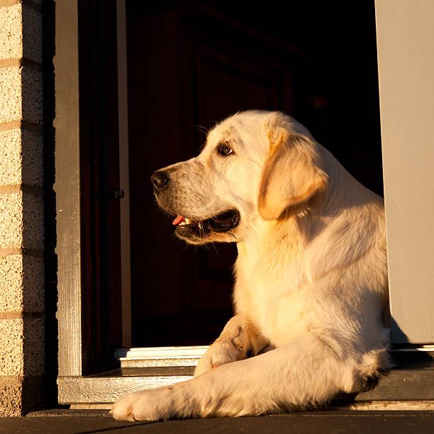 istock Golden Retriever in sunset 106400438
