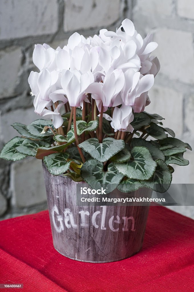 Cyclamen Trắng Trong Chậu Hoa Hình ảnh Sẵn có - Tải xuống Hình ảnh Ngay bây  giờ - Chậu hoa, Cánh hoa, Cây trồng trong nhà - iStock