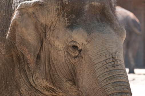 indian elephant detail of the head