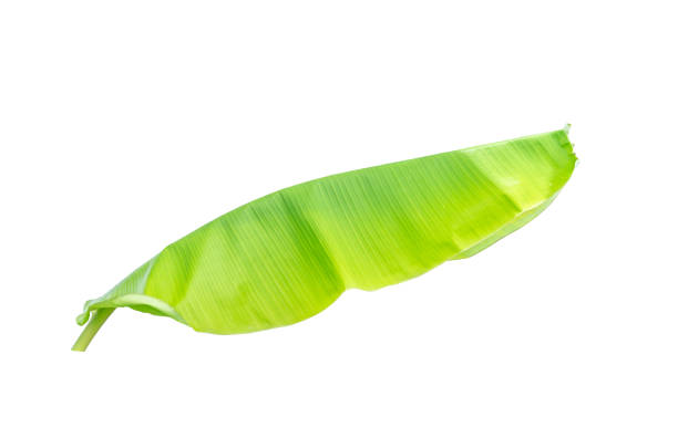 istock banana leaf isolated on white background, File contains a clipping path. 1064006914