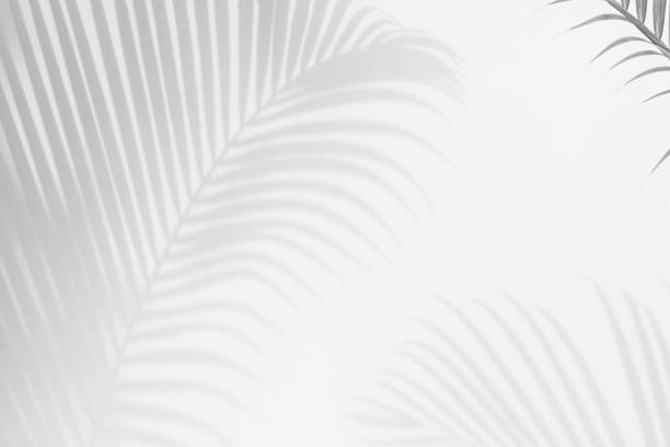 abstract of shadows palm leaf on a white wall background.