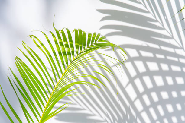 istock palm leaves and shadows on a white wall background 1064006950