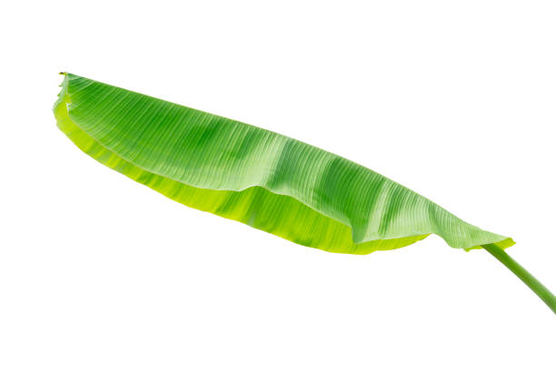 istock banana leaf isolated on white background, File contains a clipping path. 1064006966