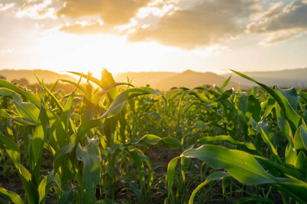 istock young green corn field in agricultural garden and light shines sunset 1064006992