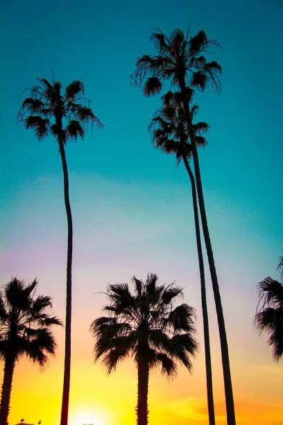 Summer sunset with silhouette of palm trees.