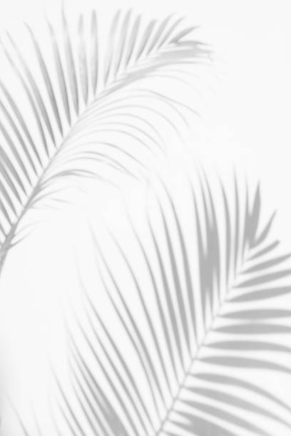 istock abstract of shadows palm leaf on a white wall background. 1064007000