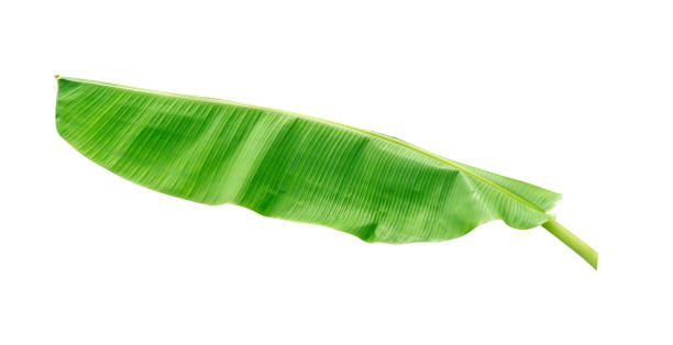 istock banana leaf isolated on white background, File contains a clipping path. 1064007046