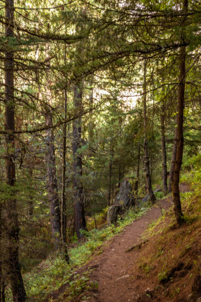 istock Jungle in Gangotri - Uttarakhand 1064007276