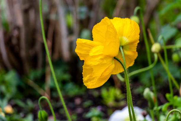 Helianthemum 'The Bride' Rock Rose