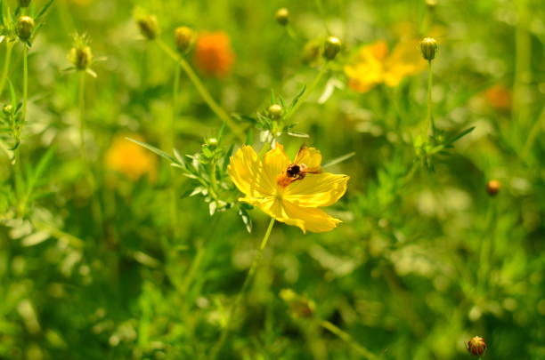 Bee on suneye flower,Eifel,Germany.\nPlease see more similar pictures of my Portfolio.\nThank you!