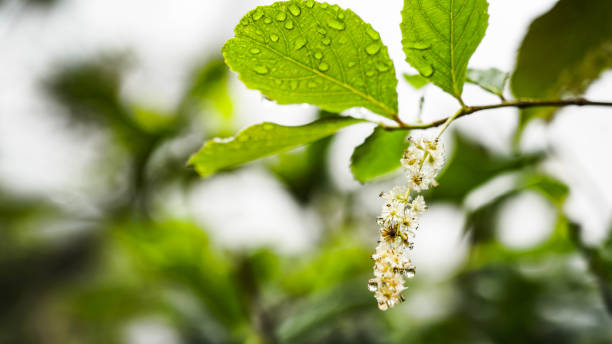 plantas de macro - waterdroplets - fotografias e filmes do acervo