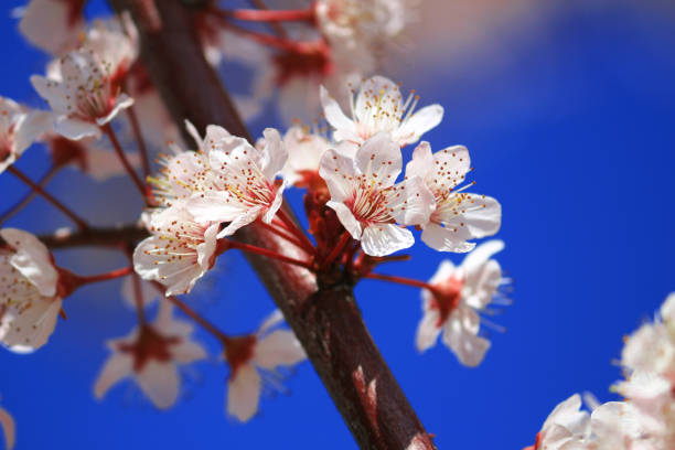 istock Japanese landscape with cherry blossoms 1064009720