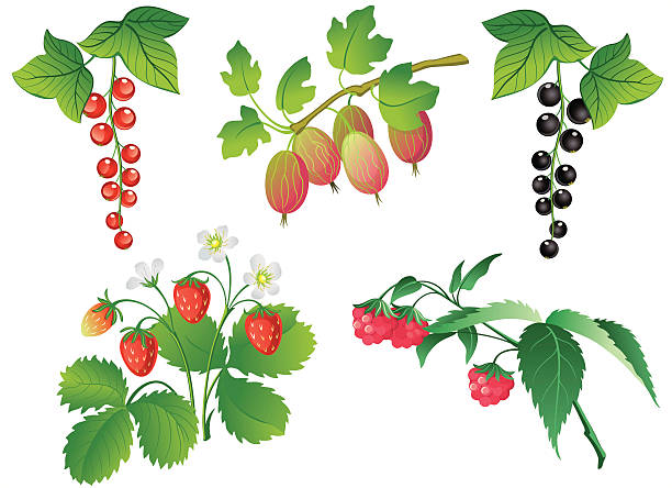 ilustraciones, imágenes clip art, dibujos animados e iconos de stock de juego de cerezas - gooseberry fruit bush green