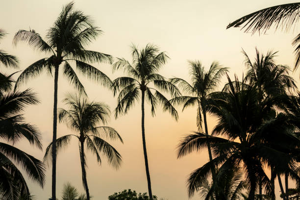 istock At the Beach in a Tropical Island 1064011896