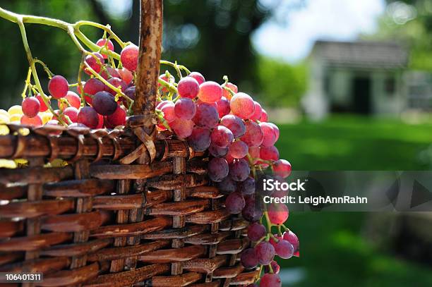 The Wine Harvest Stock Photo - Download Image Now - Wine, Santa Ynez, Basket