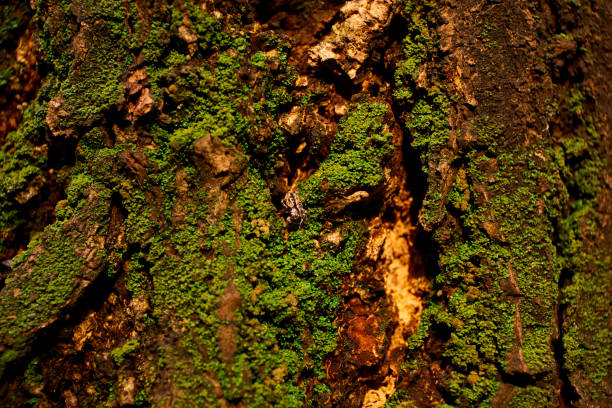 istock Green lichen on wood trunk 1064016176