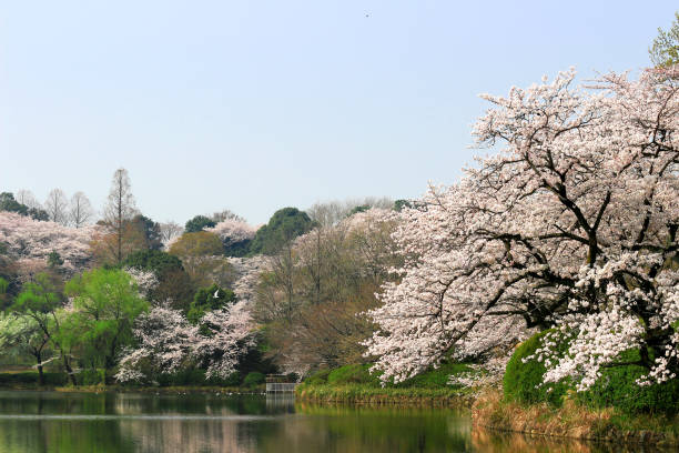 istock Japanese landscape with cherry blossoms 1064016240