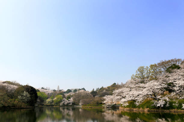 istock Japanese landscape with cherry blossoms 1064016276