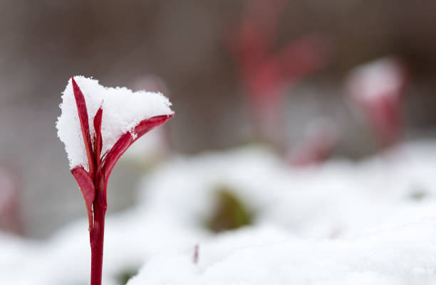 Photinia Red Robin hedge closeup of new growth holding fresh snow\