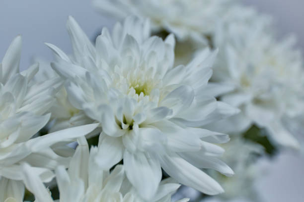 istock Chrysanthemum flower on white background 1064016804