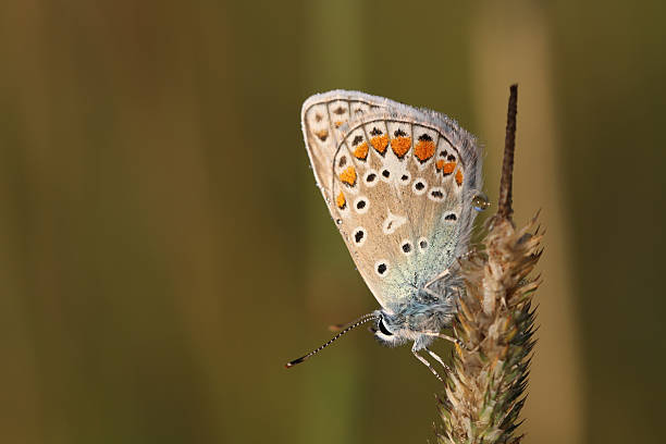 istock Blue Butterfly, Plebeius argus in the morning 106401732