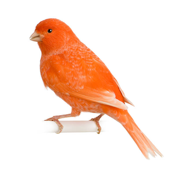istock Profile of Red canary, Serinus canaria, perched. 106401844