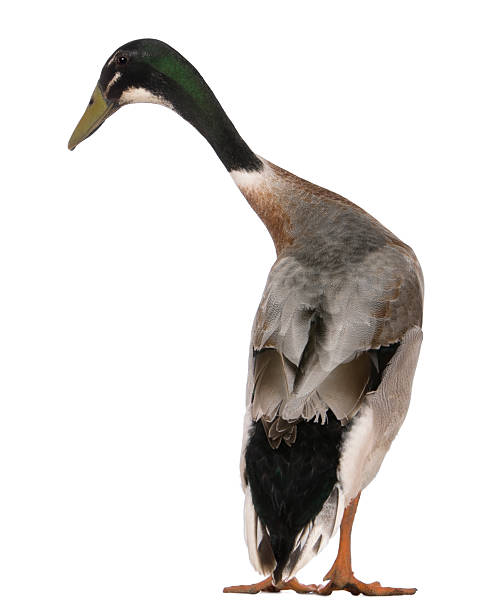 istock Rear view of a Male Indian Runner Duck, standing. 106401846