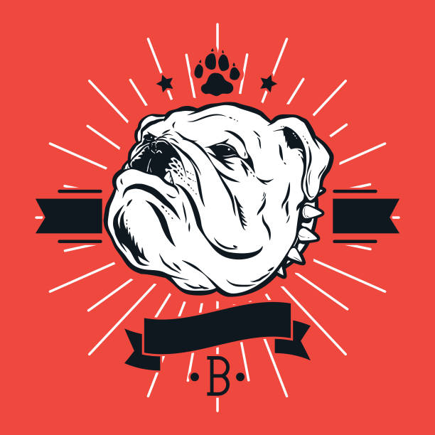 Bulldog T-Shirt Design on Red A bulldog mascot t-shirt design on a red background with banners and starburst shape bulldog stock illustrations