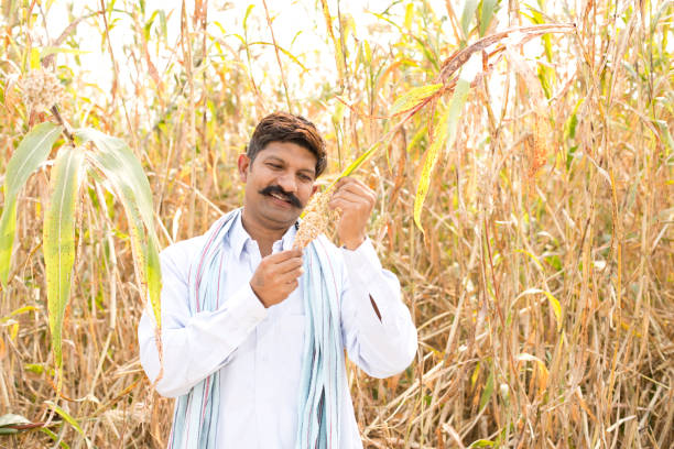 sorghum crops in their environment, with blurred background of the crops