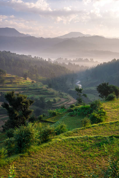 sunrise - stepping fält i bageshwar, uttarakhand, indien - uttarakhand bildbanksfoton och bilder