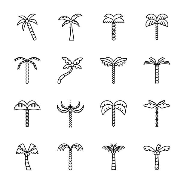 Tropical Trees Outline Vector The perennial trees in this pack are from decorative, flowering, fruit bearing and shady palms. Tropical trees outline designs in the set are designed using Palm as the main element with minor changes making each tree different from another. The enormous diversity of palm trees in this set makes this pack worth grabbing for your collection. syagrus stock illustrations