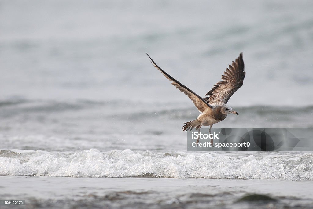 Gaviota de cola negra en asia - Foto de stock de Aire libre libre de derechos