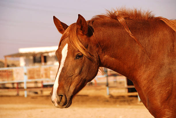 istock Portrait of a horse 106402544