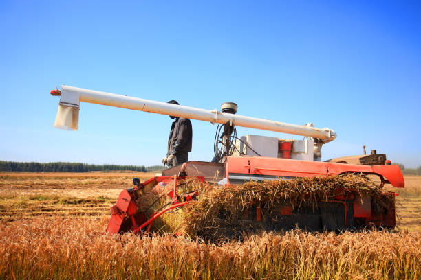 istock Harvester machine is harvesting ripe rice 1064025884