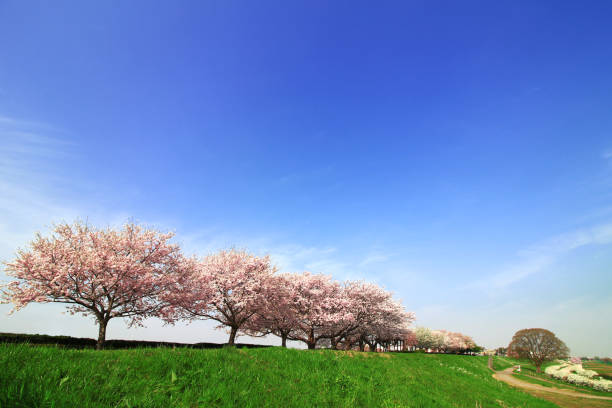istock Japanese landscape with cherry blossoms 1064029336
