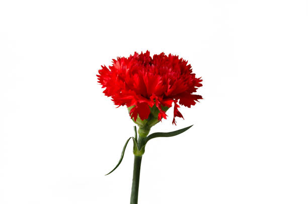 istock Red Carnation Flower On White Background 1064029466